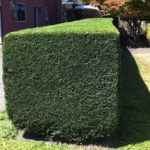 Hedge Trimming After Photo