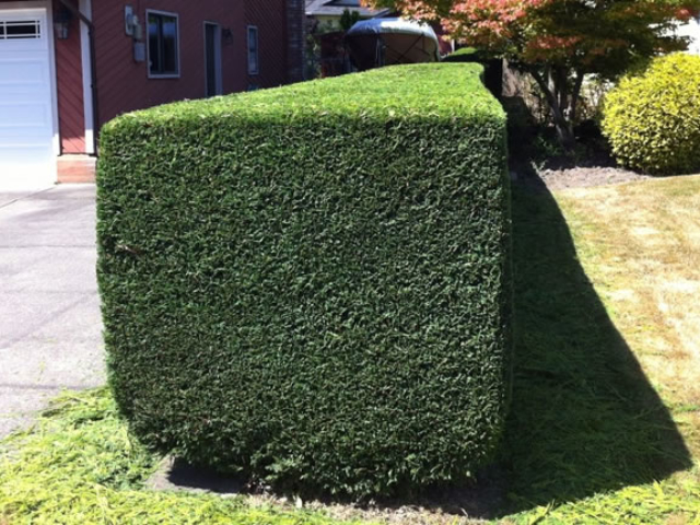 Hedge Trimming After Photo