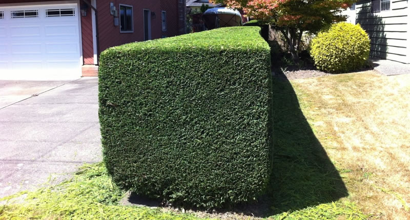 Hedge Trimming After Photo