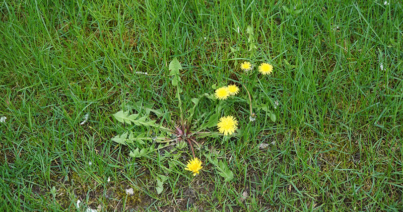 Lawn Weed Control Mechanicsville, Virginia.